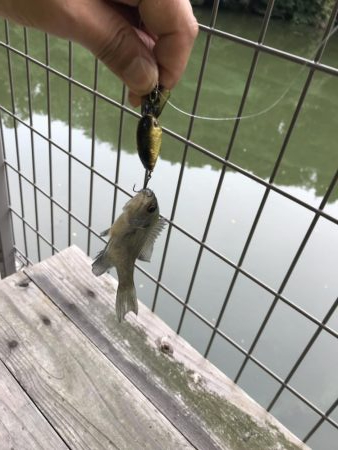 徒歩０分で釣り場