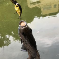 窓からフィッシング