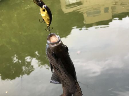 窓からフィッシング