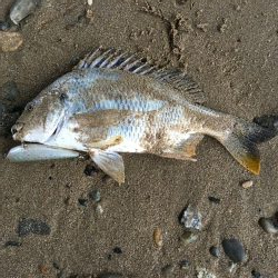 ２０１９ キビレ調査NO、６