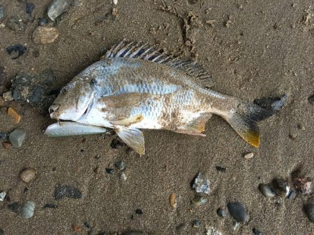 ２０１９ キビレ調査NO、６