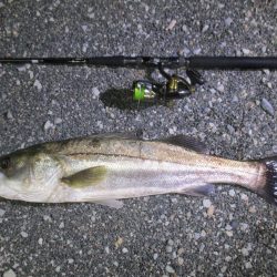 シーバス釣りに誘われて