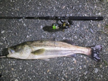 シーバス釣りに誘われて