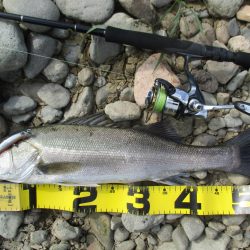 シーバス釣行、デイゲームにて