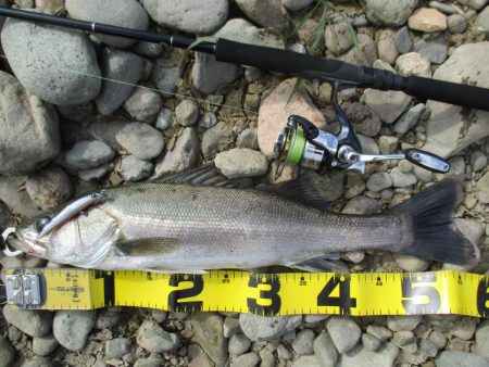 シーバス釣行、デイゲームにて