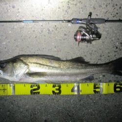 チニング釣行の外道