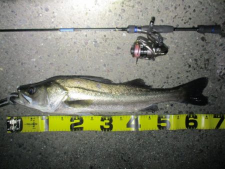 チニング釣行の外道