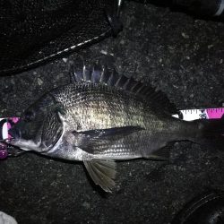 南港ヘチ釣行 カモメ大橋 （7/1 三度目の雨のヘチ釣り～ 真チヌ42.5cm、キビレチヌ、ガシラ 釣果有り）