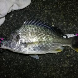 ヘチ釣行 南港カモメ大橋 (7/2 またまた雨のヘチ釣り~ 真チヌ48cm、キビレチヌ40cm 釣果有り)