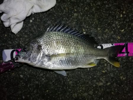 ヘチ釣行 南港カモメ大橋 （7/2 またま…