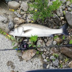 ミノーでお初シーバス