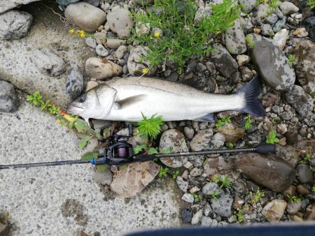 ミノーでお初シーバス