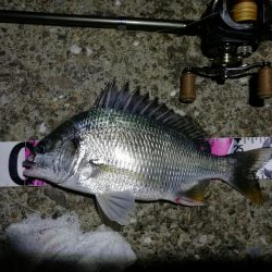 ヘチ釣行 南港カモメ大橋 （7/3 梅雨の晴れ間のヘチ釣り～ 真チヌ、キビレチヌ、ガシラ 釣果有り）