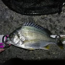 南港カモメ大橋 釣行 （7/5 雨後のヘチ釣り キビレチヌ35.5cm、ガシラ釣果有り）