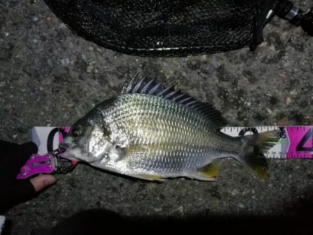 南港カモメ大橋 釣行 （7/5 雨後のヘチ釣り キビレチヌ35.5cm、ガシラ釣果有り）