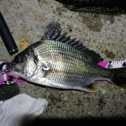 南港カモメ大橋 釣行 (7/6 強風のヘチ釣り キビレチヌ32cm、ガシラ釣果有り)