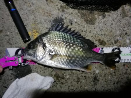 南港カモメ大橋 釣行 （7/6 強風のヘチ…