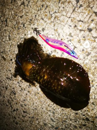 睡魔VSエギング