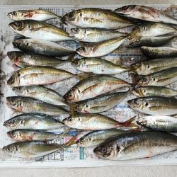 アジング爆釣♪尺アジも！