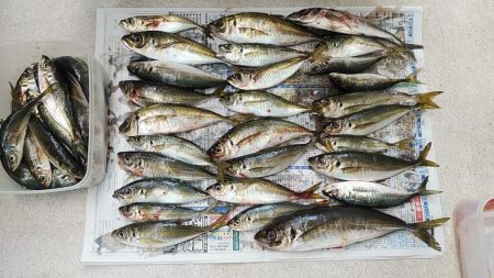 アジング爆釣♪尺アジも！