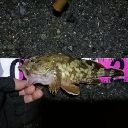 南港カモメ大橋 釣行 （7/7 曇りの七夕ヘチ釣り キビレチヌ、ガシラ釣果有り）