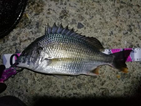 南港カモメ大橋 釣行 （7/8 久々の天気…