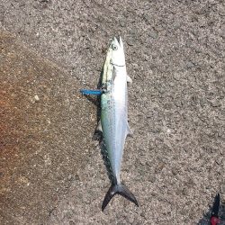 久しぶりサゴシ