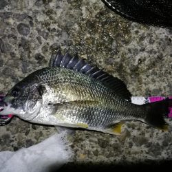 南港カモメ大橋 釣行 (7/10 不安定な天気でもヘチ釣行 キビレチヌ43.5cm、タケノコメバル 釣果有り)