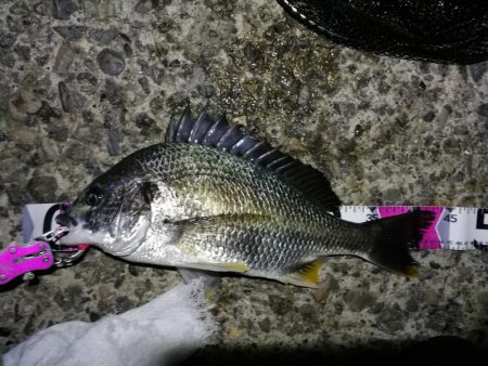 南港カモメ大橋 釣行 （7/10 不安定な…