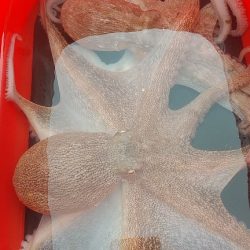 マダコ湧いてます