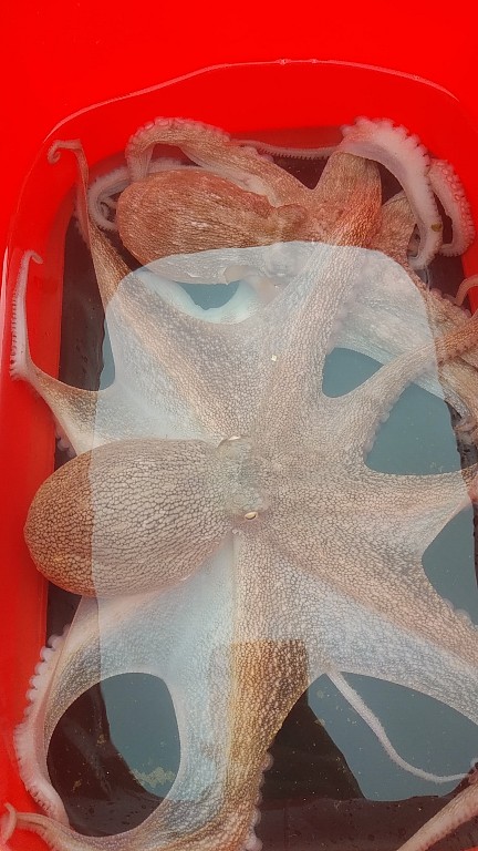 マダコ湧いてます