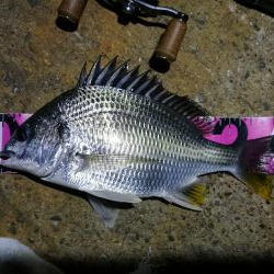 南港ヘチ釣行 （7/13 早朝雨降り前にヘチ釣行へ キビレチヌ、ガシラ 釣果有り）