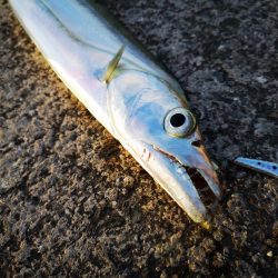 強風でも釣れた