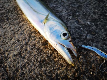 強風でも釣れた