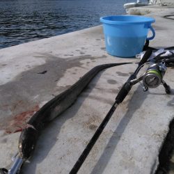 アナゴ釣り