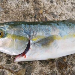 のませツバスは好調