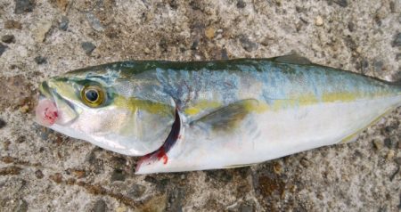 のませツバスは好調