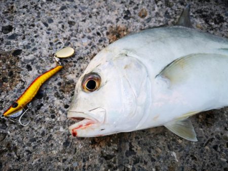 今朝も強風止まず、渋いね