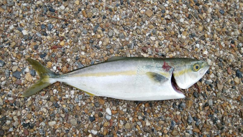 初めての場所でやっとｻｲｽﾞｱｯﾌﾟ