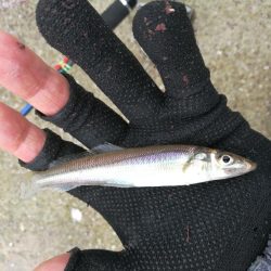 泉南方面、貝塚~泉佐野釣行 (相棒と久々のチョイ投げ釣りへ、キス、チャリコ、サバ釣果有り)