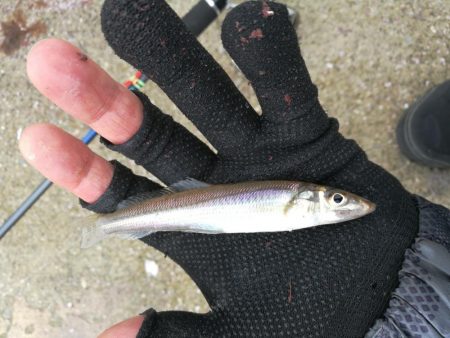 泉南方面、貝塚~泉佐野釣行 (相棒と久々のチョイ投げ釣りへ、キス、チャリコ、サバ釣果有り)