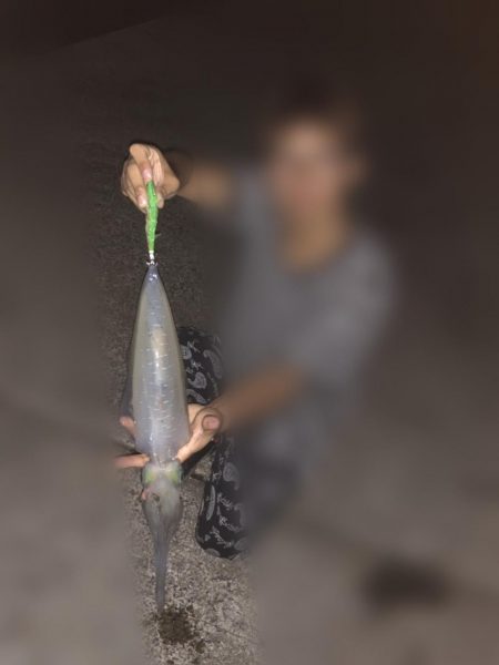 深夜エギング。