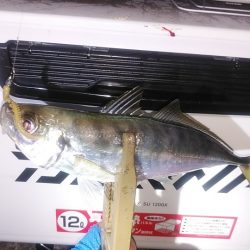 アジングで快釣