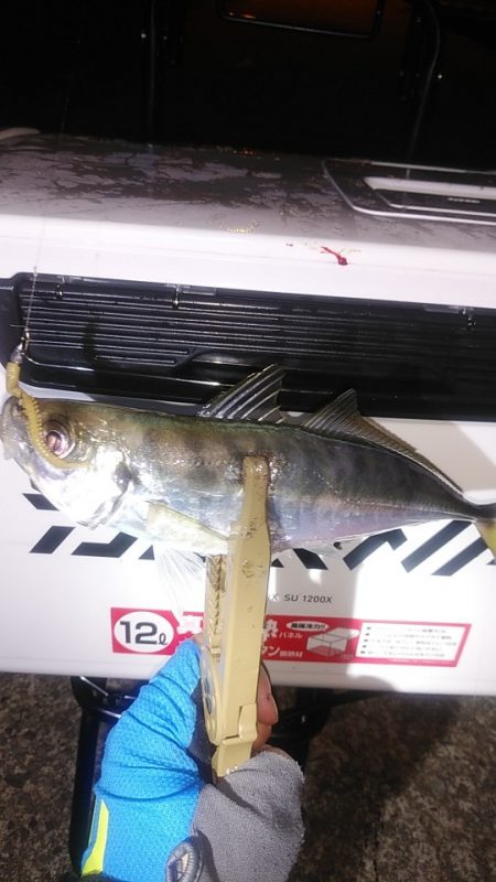 アジングで快釣