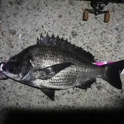 南港ヘチ釣行 （7/16 連休明け早朝 真チヌ48cm、キビレチヌ、ガシラ 釣果有り）