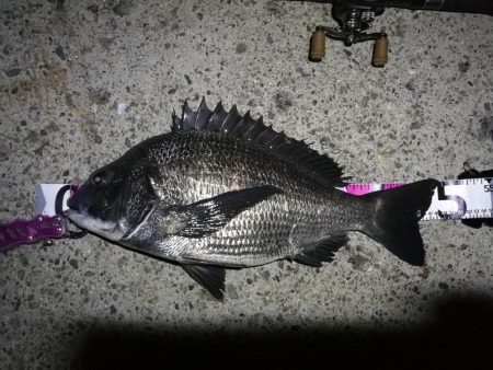 南港ヘチ釣行 （7/16 連休明け早朝 真…