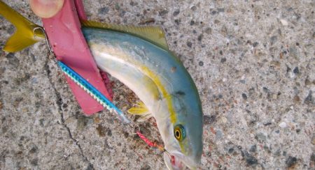 久々にメタルジグでの釣果