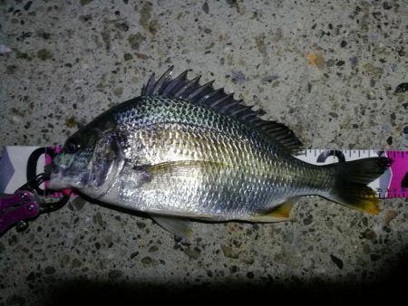 南港ヘチ釣行 （7/17 天候不安定釣行 …