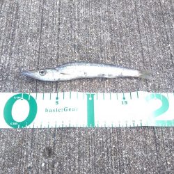 カマスラッシュ!