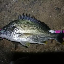 南港ヘチ釣行 （7/18 パラ雨の中の釣行 キビレチヌ44.5cm、ガシラ 釣果有り）